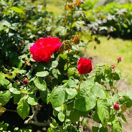 Ideal Szálloda Forio di Ischia