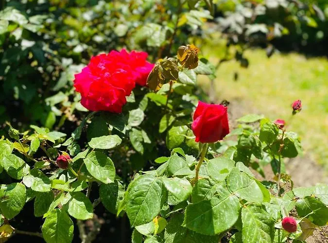 Ideal Отель Форио