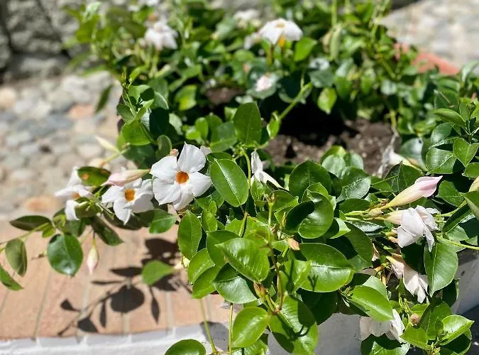 Ideal Отель Форио